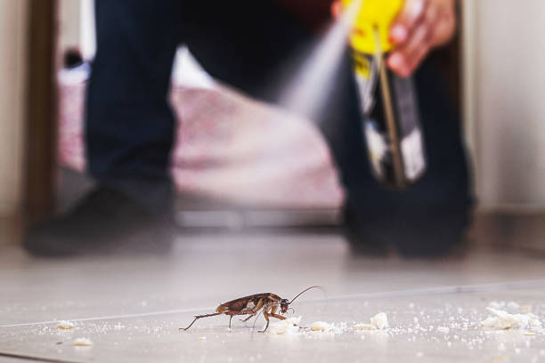Best Flea Control Services  in Lawson Heights, PA